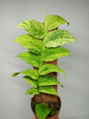Raphidophora Korthalsii Marble