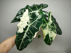 Alocasia Frydek Variegata