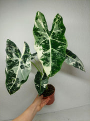 Alocasia Frydek Variegata