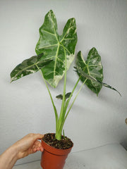 Alocasia Frydek Variegata