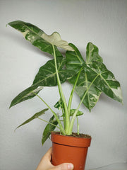 Alocasia Frydek Variegata