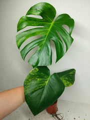 Monstera Aurea Yellow Marilyn