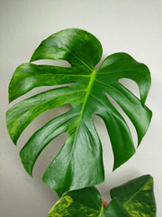 Monstera Aurea Yellow Marilyn