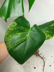 Monstera Aurea Yellow Marilyn