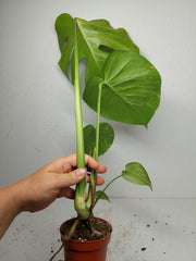 Monstera Aurea Yellow Marilyn