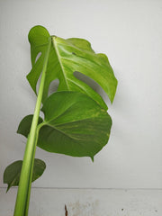 Monstera Aurea Yellow Marilyn
