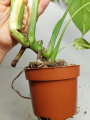 Monstera Aurea Yellow Marilyn