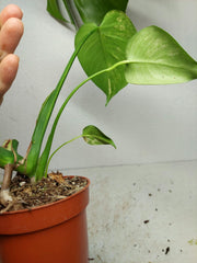 Monstera Aurea Yellow Marilyn