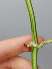 Raphidophora Foraminifera Variegata Steckling