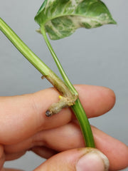 Raphidophora Foraminifera Variegata Steckling