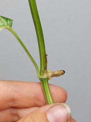 Raphidophora Foraminifera Variegata Steckling