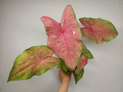 Caladium Sexy Pink