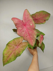 Caladium Sexy Pink