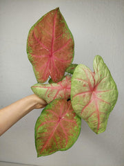 Caladium Sexy Pink