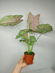 Caladium Sexy Pink