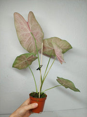 Caladium Sexy Pink
