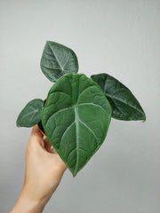 Alocasia Maharani