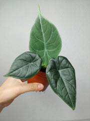 Alocasia Maharani