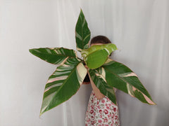 Musa Nono Pink Groß