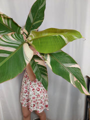 Musa Nono Pink Groß