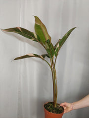 Musa Nono Pink Groß