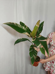 Musa Nono Pink Groß