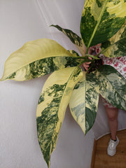 Dieffenbachia Big Ben Variegata
