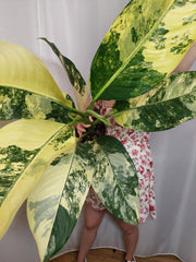 Dieffenbachia Big Ben Variegata