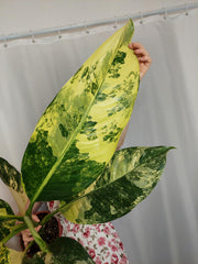 Dieffenbachia Big Ben Variegata