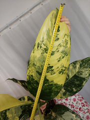 Dieffenbachia Big Ben Variegata