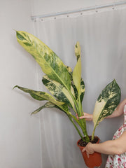 Dieffenbachia Big Ben Variegata