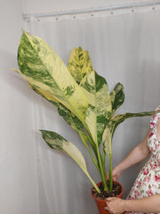 Dieffenbachia Big Ben Variegata