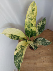 Dieffenbachia Big Ben Variegata