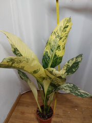 Dieffenbachia Big Ben Variegata