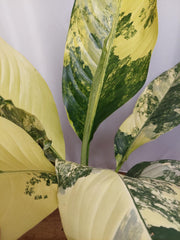 Dieffenbachia Big Ben Variegata