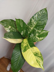 Dieffenbachia Big Ben Variegata