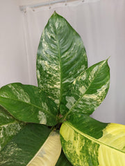 Dieffenbachia Big Ben Variegata