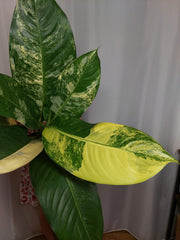 Dieffenbachia Big Ben Variegata