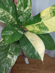 Dieffenbachia Big Ben Variegata