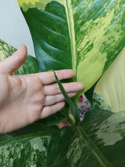 Dieffenbachia Big Ben Variegata