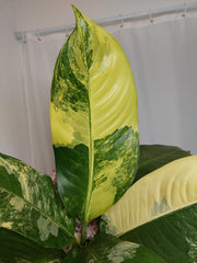 Dieffenbachia Big Ben Variegata