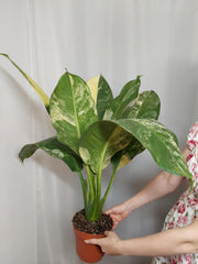 Dieffenbachia Big Ben Variegata