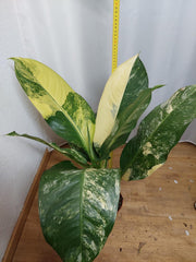 Dieffenbachia Big Ben Variegata
