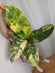 Dieffenbachia Big Ben Variegata