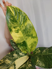 Dieffenbachia Big Ben Variegata