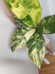 Dieffenbachia Big Ben Variegata