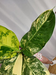 Dieffenbachia Big Ben Variegata