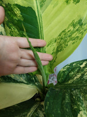 Dieffenbachia Big Ben Variegata