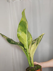 Dieffenbachia Big Ben Variegata