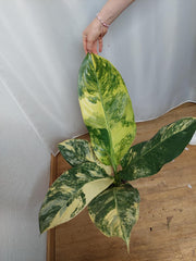 Dieffenbachia Big Ben Variegata
